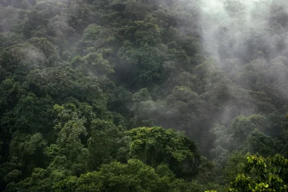 Costa Rica Voted Leading Destination For Travelers, Beating - A rainforest in the highlands of