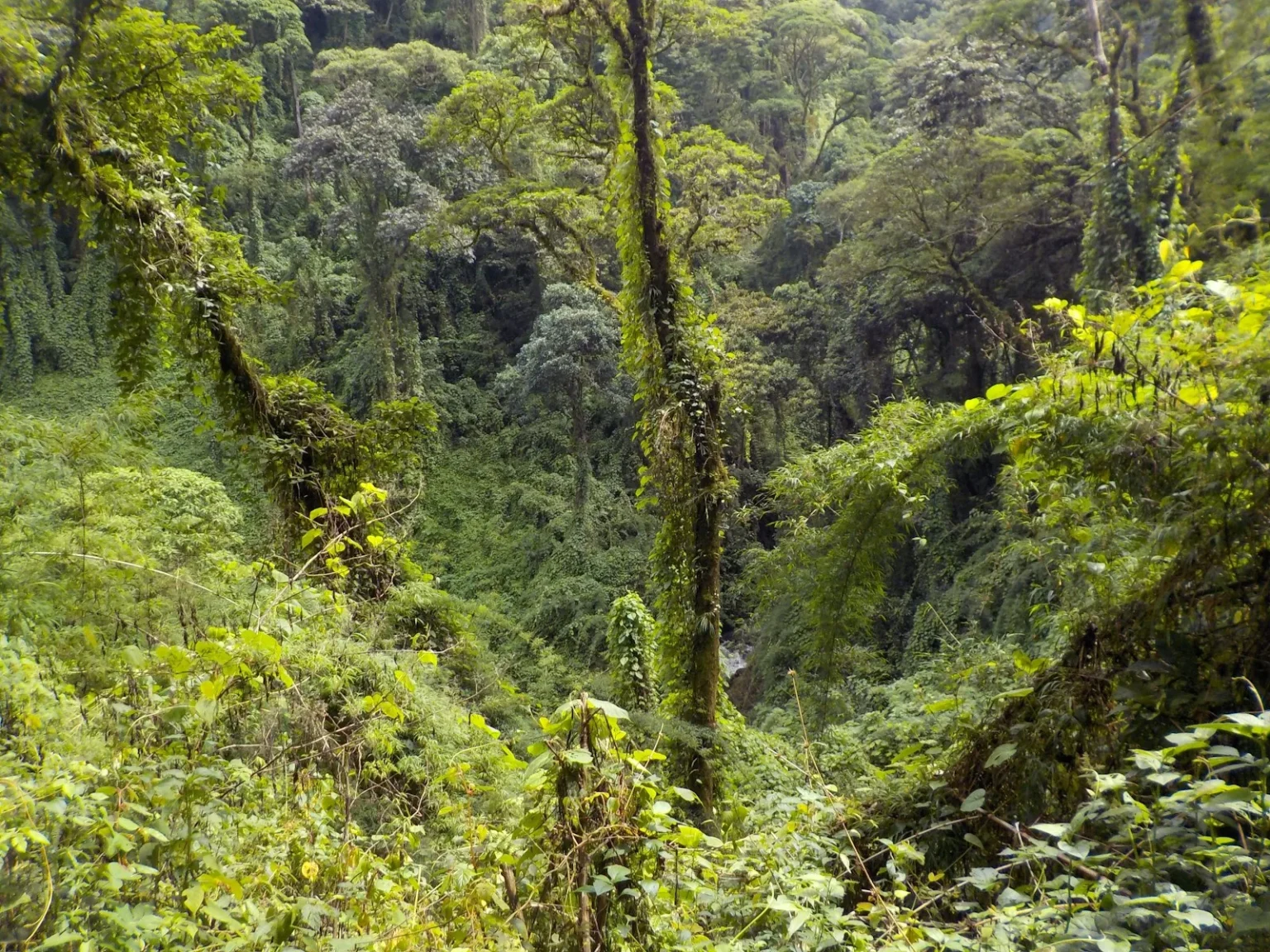 Tour Historic Costa Rica: Guayabo National Monument - Lush green rainforest with Outward Bound