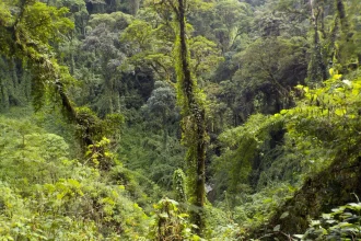 Tour Historic Costa Rica: Guayabo National Monument - Lush green rainforest with Outward Bound