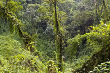 Tour Historic Costa Rica: Guayabo National Monument - Lush green rainforest with Outward Bound