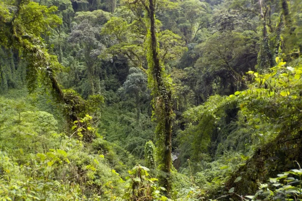 Tour Historic Costa Rica: Guayabo National Monument - Lush green rainforest with Outward Bound