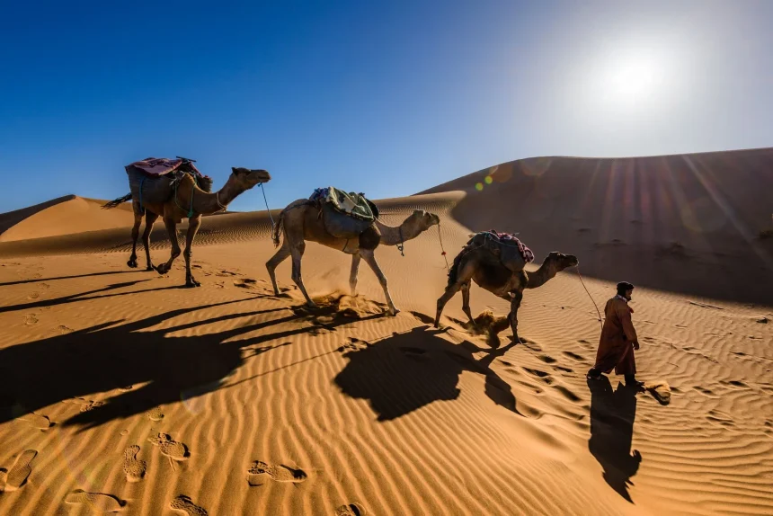 Sahara desert camp Morocco review - Camels and a person traverse sand