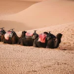 Sahara Desert Morocco - Four camels resting on the Sahara