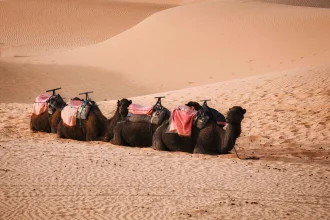 Sahara Desert Morocco: The Ultimate Guide to Merzouga & Erg Chebbi Sahara Desert Morocco - Four camels resting on the Sahara