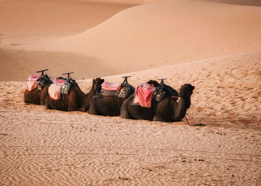 Sahara Desert Morocco - Four camels resting on the Sahara